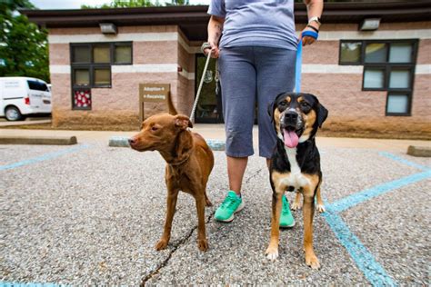 Animal Shelter - Dog Warden | Departments | Ohio County WV | The ...