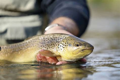 Brown Trout Bait Fishing: Essential Tips for Success - Southern Trout