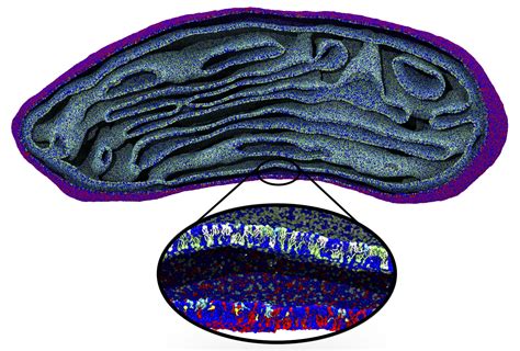 First simulation of a full-sized mitochondrial membrane