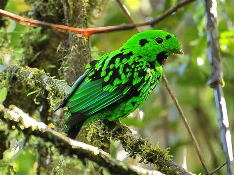 Birds of The World: BROADBILLs (Eurylaimidae)