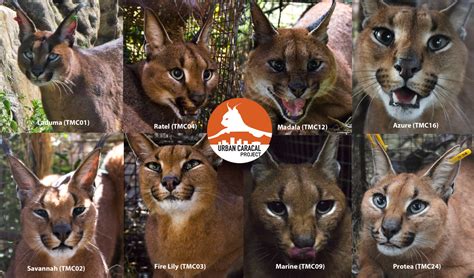 Update on what's up with the project: being a caracal biologist isn't ...