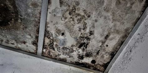 Easy and Effective Black Mould Removal Techniques