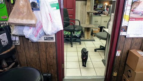 Cat at my auto repair place : r/Catswithjobs