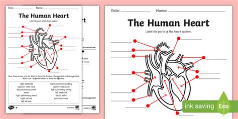 Human Heart Diagram Without Labels - Labelling Worksheet