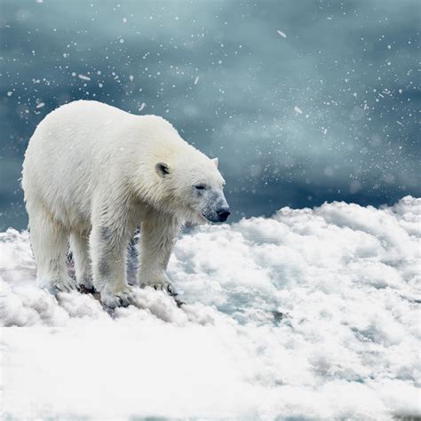 List 102+ Wallpaper Polar Bear In The Snow Full HD, 2k, 4k 09/2023