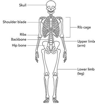 CBSE Class 6 Science Notes Chapter 8 Body Movements – Study Path