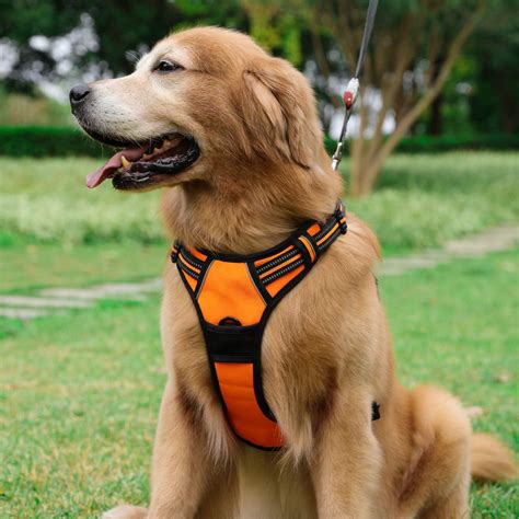 Which Is The Best Dog Harness