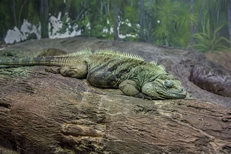 Grand Cayman Blue Iguana - Milwaukee County Zoo