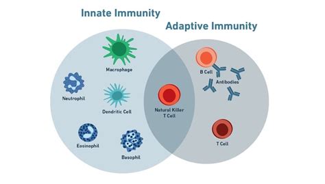 Immunology Overview: How does our immune system protect us?