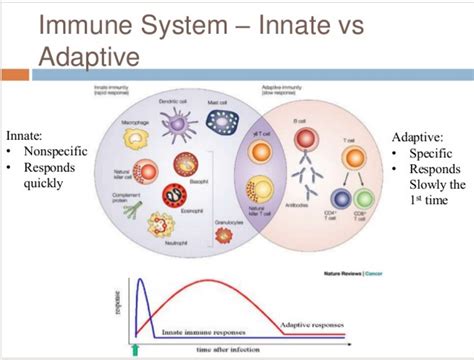 Immunity Worksheet Answers