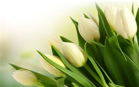 White Tulips Wallpapers - Top Free White Tulips Backgrounds ...