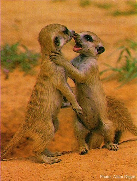 Meerkats, who can't resist them. | Meerkat, Cute animals, Cute baby animals