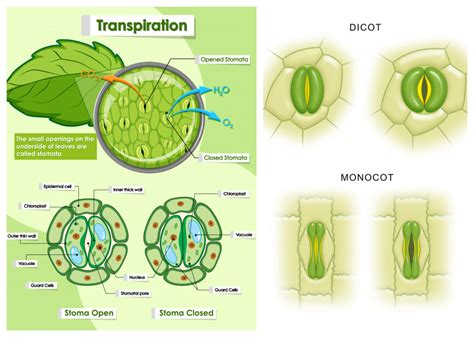 Tissue system — lesson. Science State Board, Class 10.