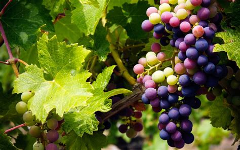 Wine Fundamentals Part 1: Viticulture