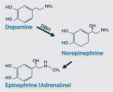 Dopamine Beta Hydroxylase Enzyme: Its Function and Dysfunction — Great ...