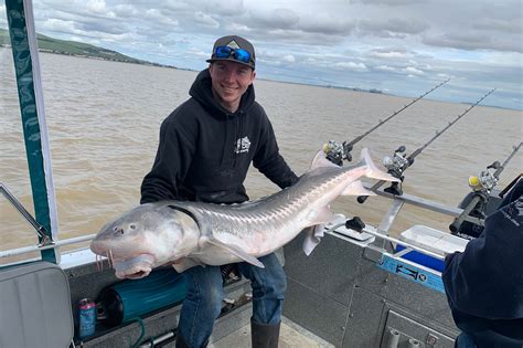 Sturgeon Fishing Sacramento River - FISHING ROT