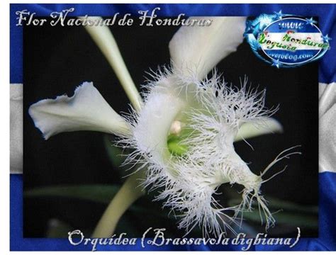 Flor Nacional de Honduras Orquídea (Brassavola digbiana) - Conexion HN ...