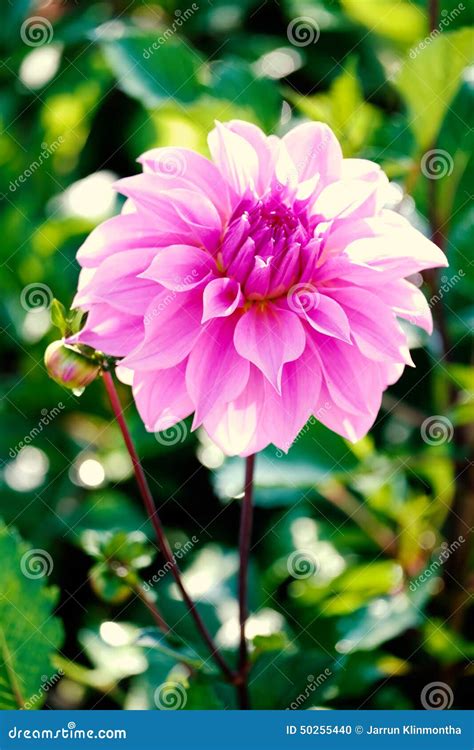 Pink dahlia stock photo. Image of environment, colorful - 50255440