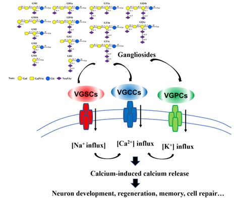 The Relationship Between Gangliosides and Nervous System Development ...