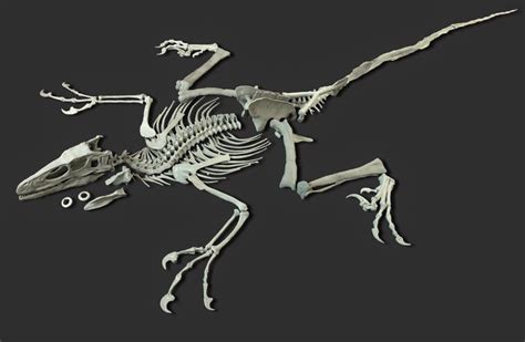 Replica Dinosaur Unmounted Skeleton - Deinonychus antirrhopus 3,4 m ...