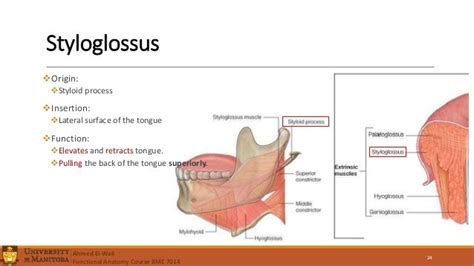 Tongue Anatomy