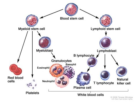 High/Low Lymphocyte Count + Functions & How to Normalize - SelfDecode Labs