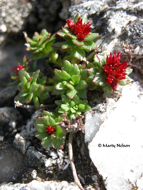 Tundra Plant - Wildflowers of Alaska, 2005 - © Copyright b… | Flickr