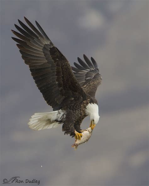 Bald Eagle Eating A Fish On The Fly – Feathered Photography