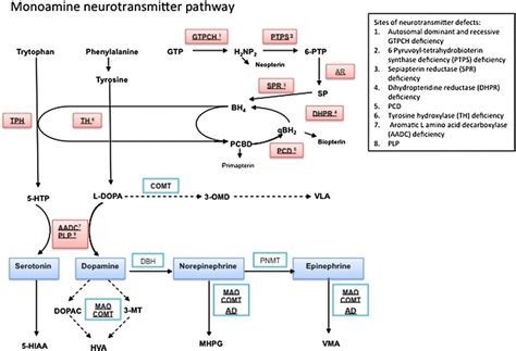 Neurotransmitter Synthesis