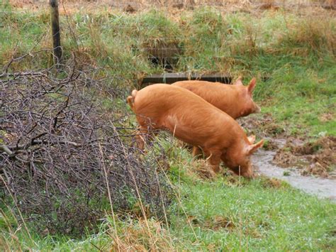 Leven River Farm: Tamworth Pigs