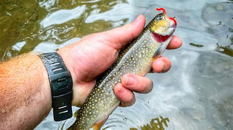 How to Rig a Trout Line: Beginners Guide - Finn's Fishing Tips