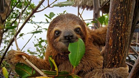 Are sloths (Slowest animal) endangered? How many sloths are left in the ...