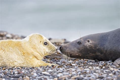 Gray Seal Facts (Halichoerus grypus)