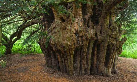 The oldest living Yew tree in Europe is said to be the Fortingall Yew ...