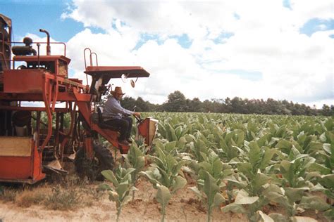 Family-Friendly Photos of Life on a Tobacco Farm | VICE | United States