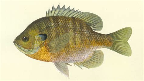 The Show Me Fly Guy: The Hybrid Bluegill/Sunfish- What You May Not Know