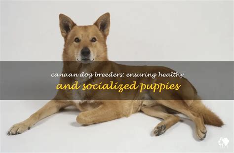 Canaan Dog Breeders: Ensuring Healthy And Socialized Puppies | PetShun