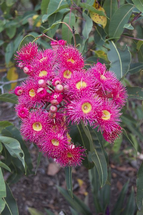 Flowering Gum | Home photo, Scenery, Garden