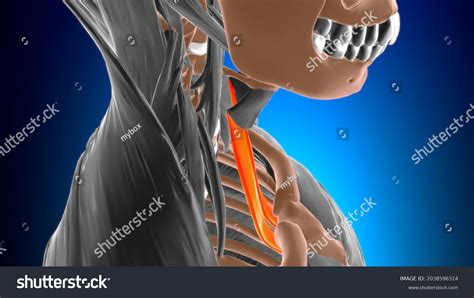 Sternothyroid Muscle Anatomy Medical Concept 3d Stock Illustration ...