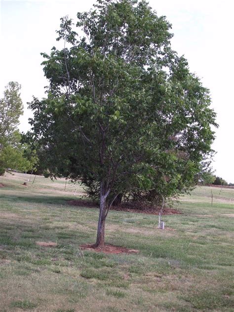 TRANSPLANTING PECAN TREES : 5 Steps (with Pictures) - Instructables