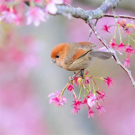 animals | Beautiful bird wallpaper, Birds wallpaper hd, Beautiful birds