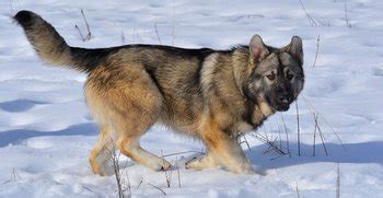 What Strongbred Dog Breeders Know | Dire Wolf Project