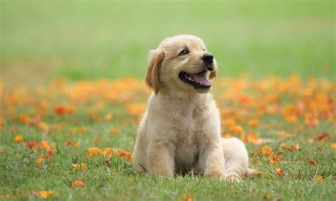 Golden Retriever Breed: Characteristics, Care & Photos | BeChewy