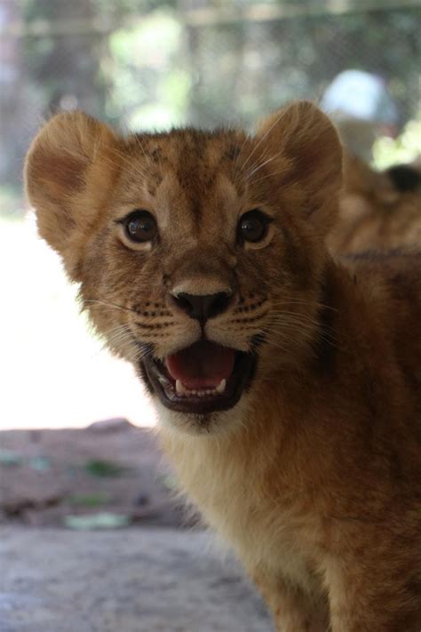 Tiga Bayi Singa di Taman Safari Prigen Ganti Nama Jadi Alfa, Beta, dan ...