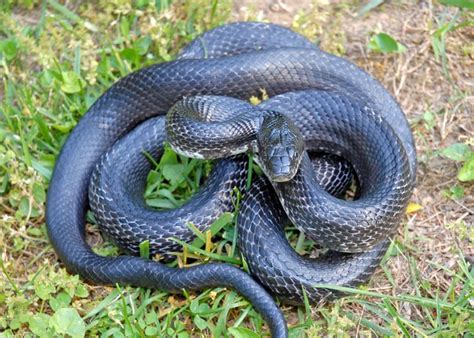 What kind of snakes are in Delaware: Guide