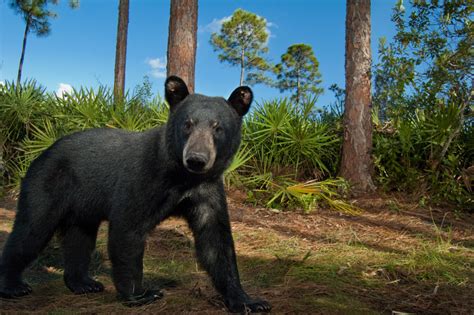 Black Bears | Florida Black Bears | North America | Earthly Facts