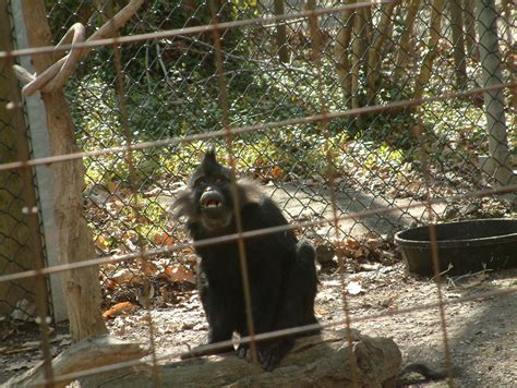 Animals at Kansas City Zoo | Animals from my Kansas City Zoo… | Flickr