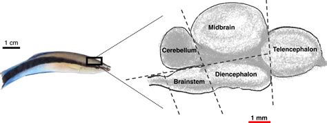 Do Fish Have Brains? How Do They Function?