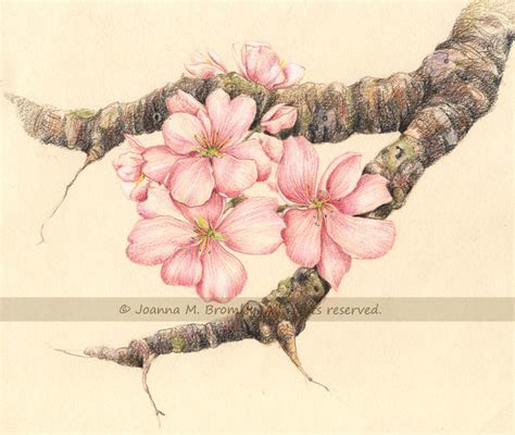 Apple Blossom Branch by JoannaBromley on DeviantArt