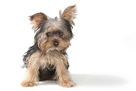 Teacup Yorkies: Complete Guide To These Tiny Canine Companions